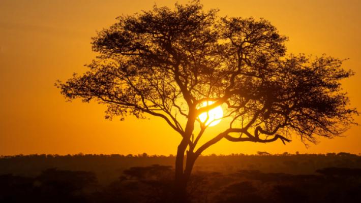 Zanzibar Beach & Safari Luxury Escape