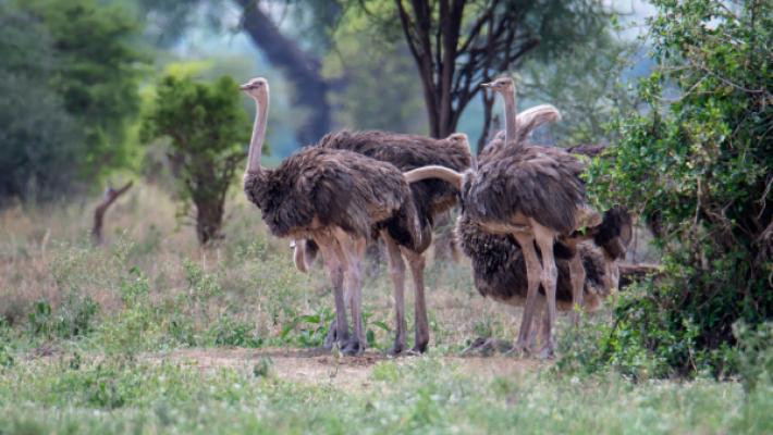 Kilimanjaro Trek & Northern Circuit Luxury Safari