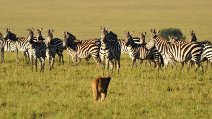 Tanzania Cultural Heritage & Luxury Safari Experience