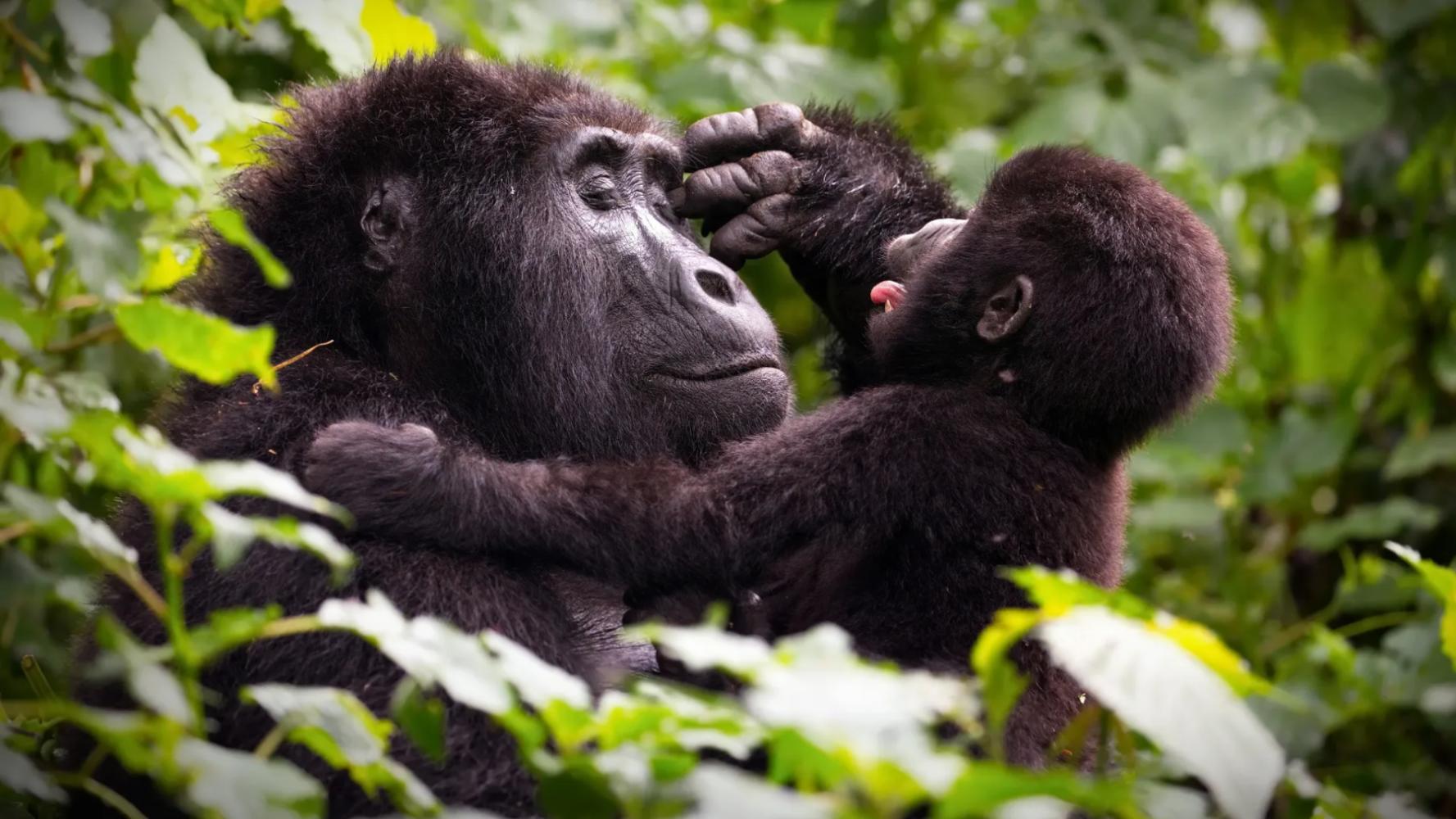 Rwandan Adventure & Gorilla Tour (7 Days)