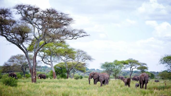 Ngorongoro, Serengeti & Zanzibar Tour (10 Days)