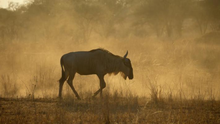 African Legacy, Community & Wildlife Tour (12 Days)
