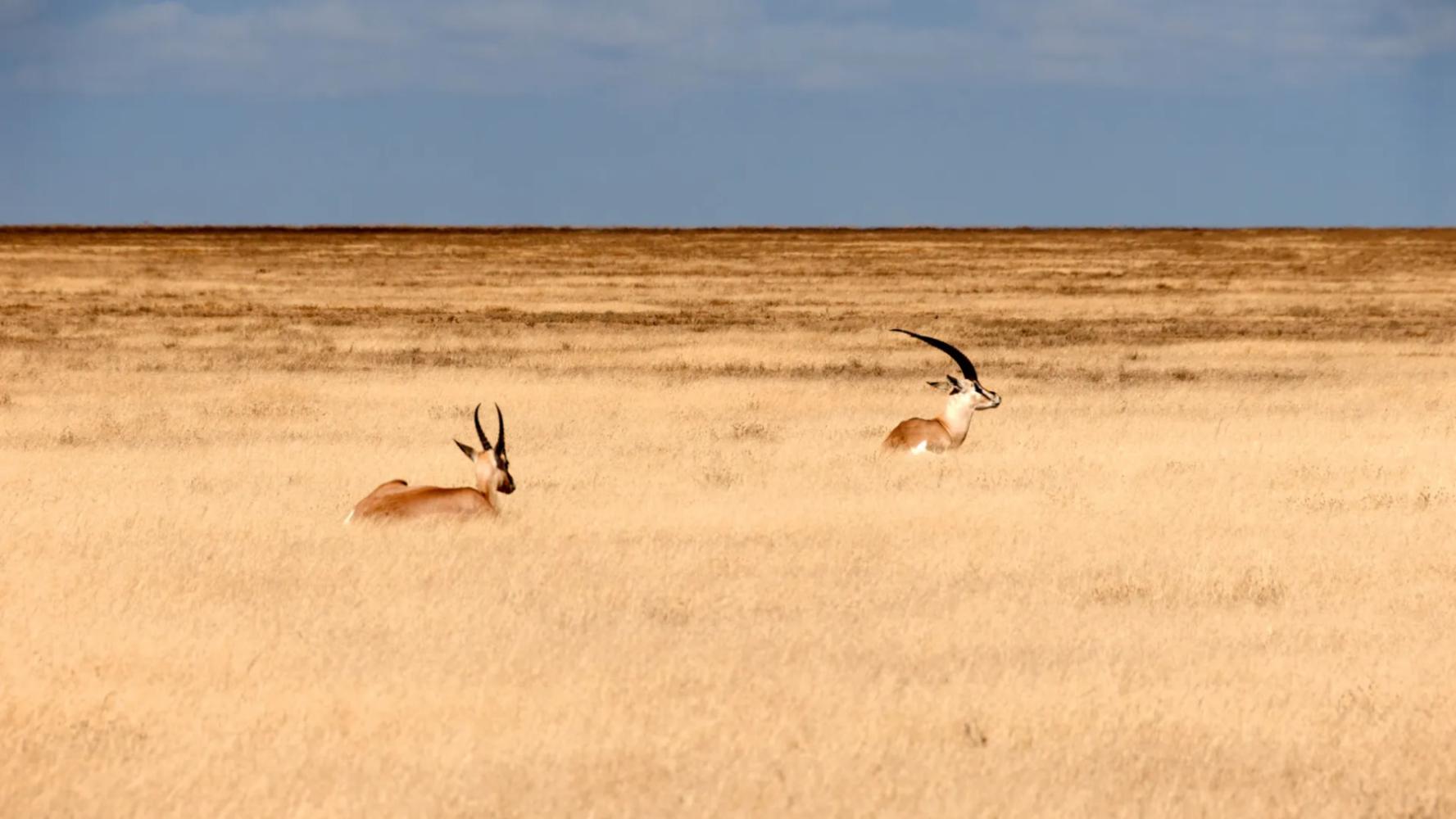 Safari Tours
