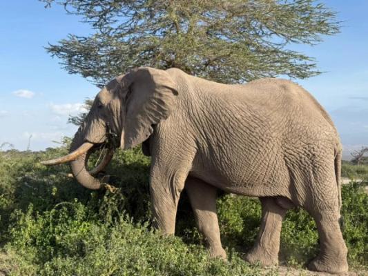 Manyara National Park Day Trip