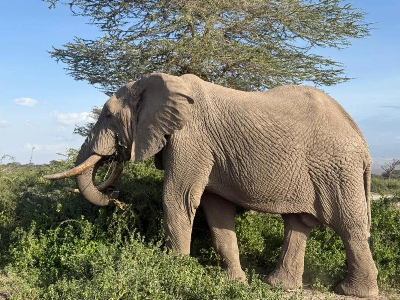 Manyara National Park Day Trip