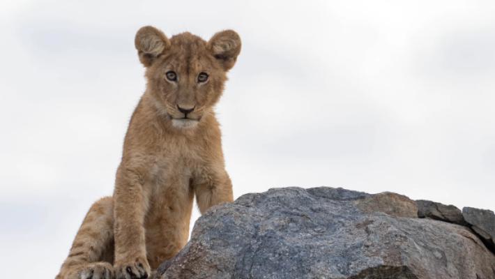 5-Day Serengeti Migration Highlights – Follow the Wildebeest Herds in Tanzania