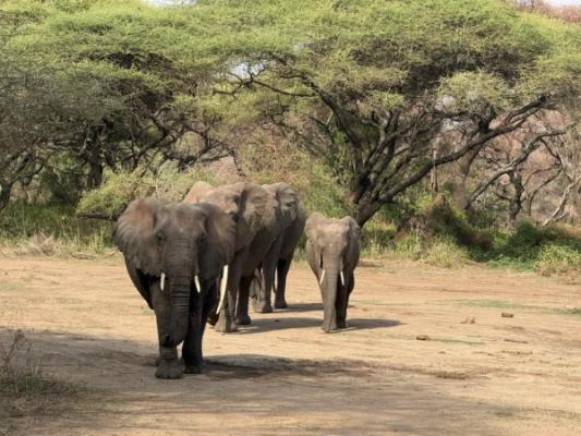 Tarangire National Park Day Trip