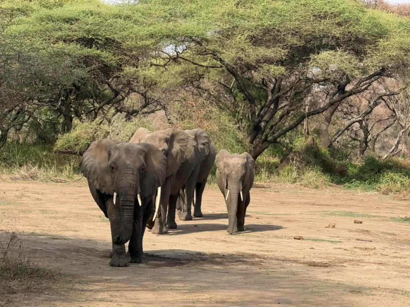 Tarangire National Park
