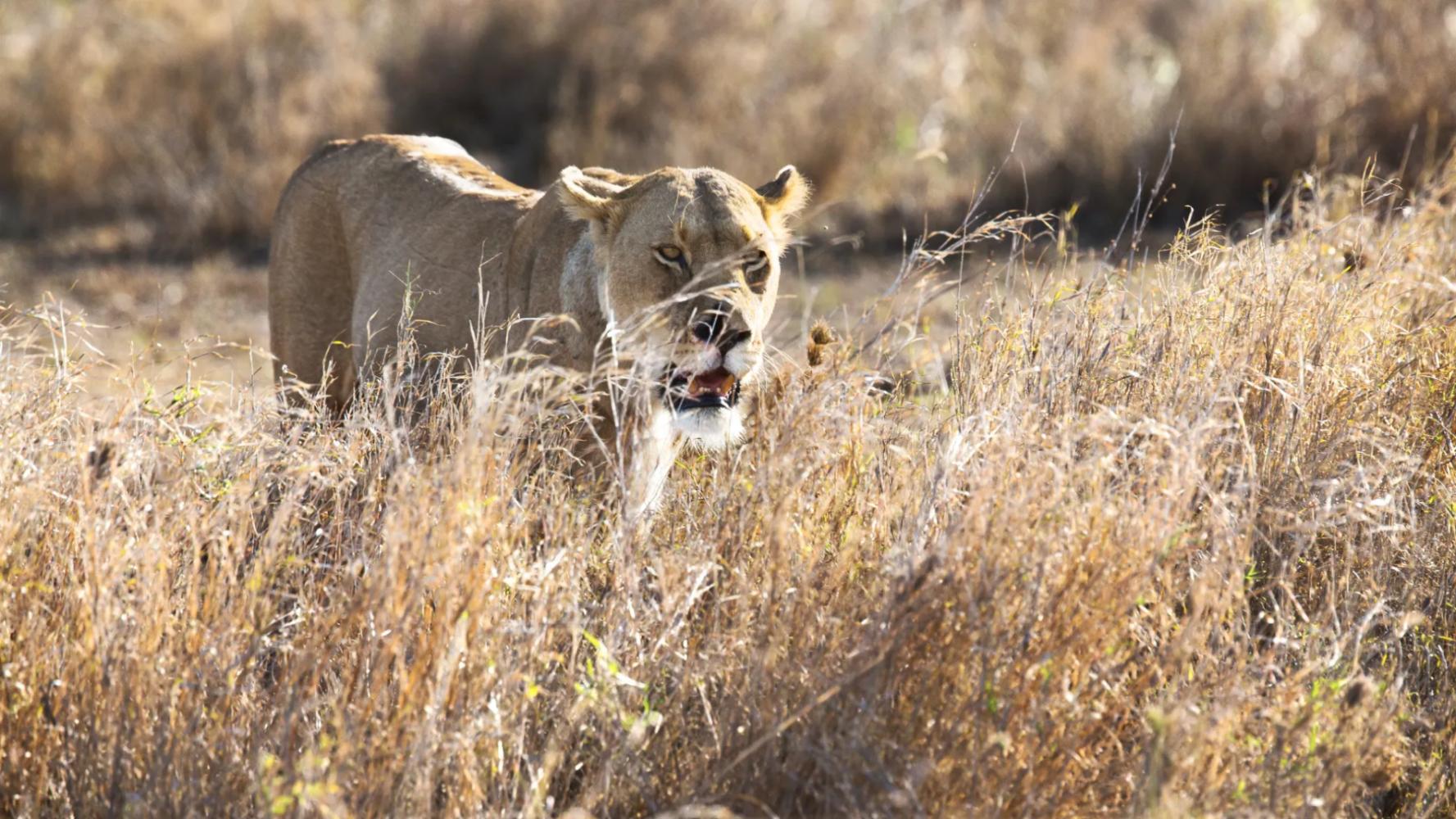 15-Day Journey Through Tanzania