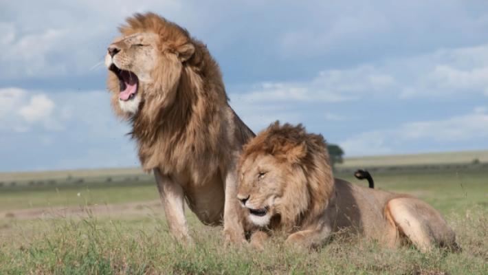 5-Day Serengeti Migration Highlights – Follow the Wildebeest Herds in Tanzania