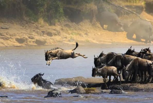 7 Days Great Migration Safari