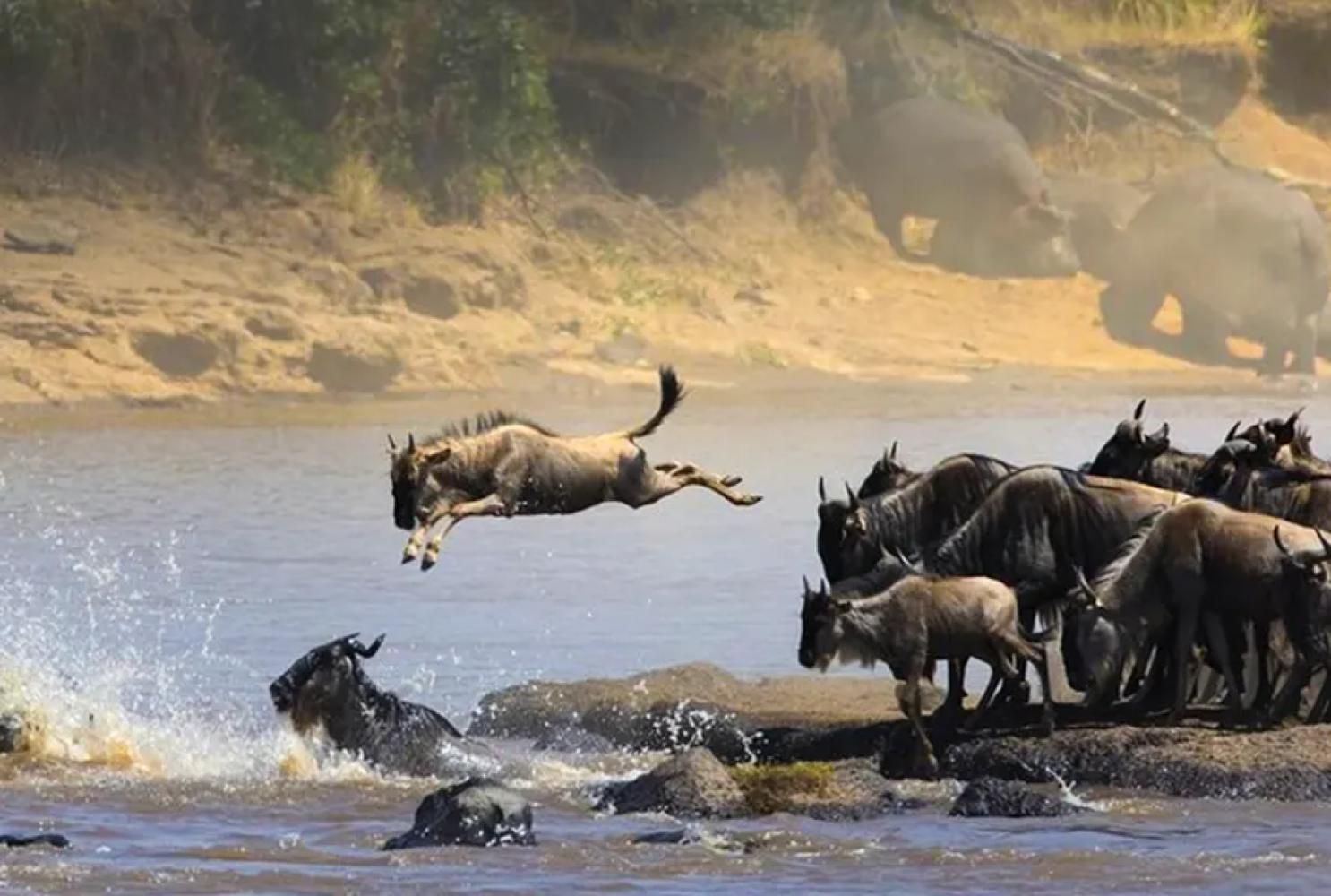 7 Days Great Migration Safari