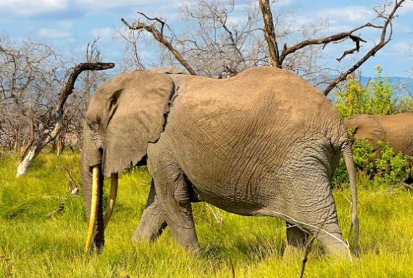 5 Days Tarangire & Ngorongoro Escape