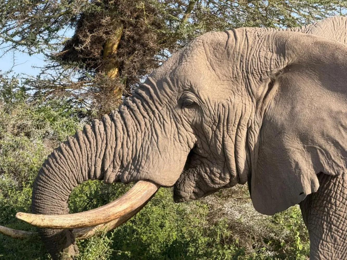 West Kilimanjaro