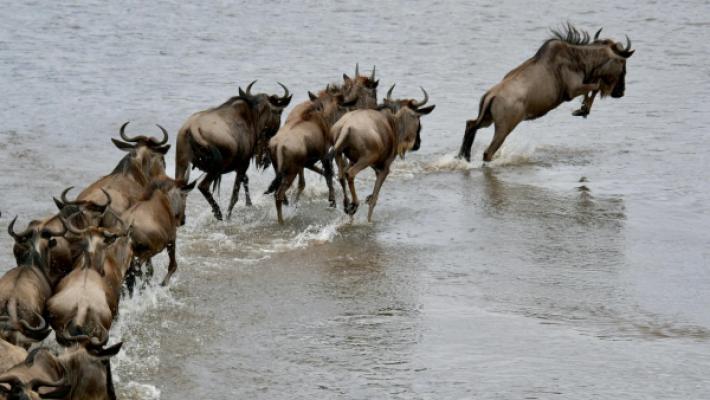 Serengeti Wildebeest Migration Luxury Safari