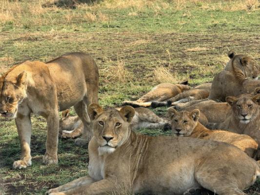 A Spectacular Journey Across the Serengeti with Exceptional Safaries