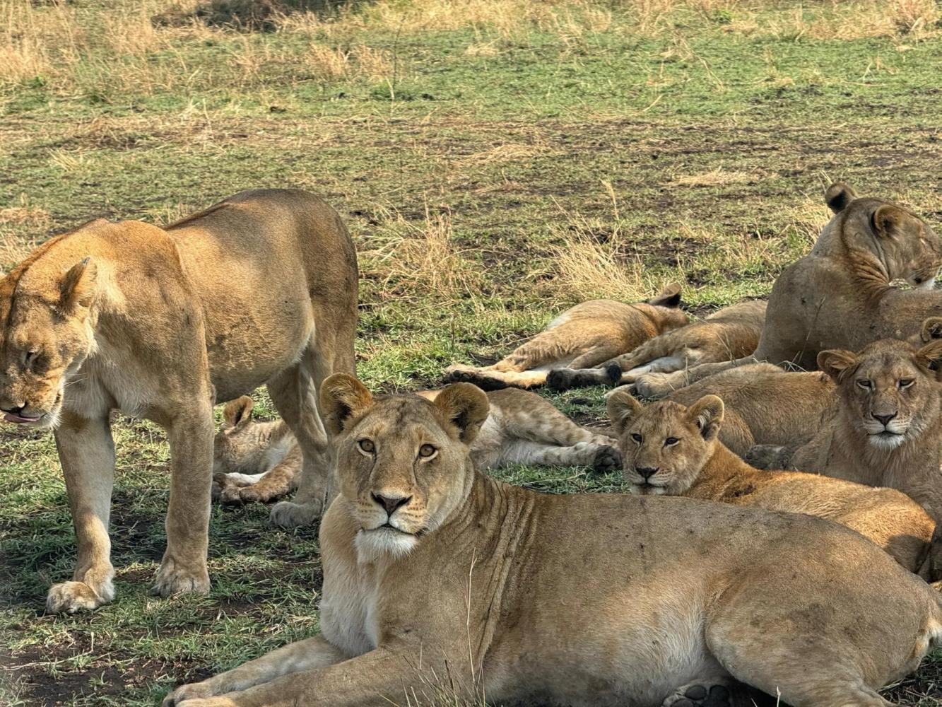 A Spectacular Journey Across the Serengeti with Exceptional Safaries