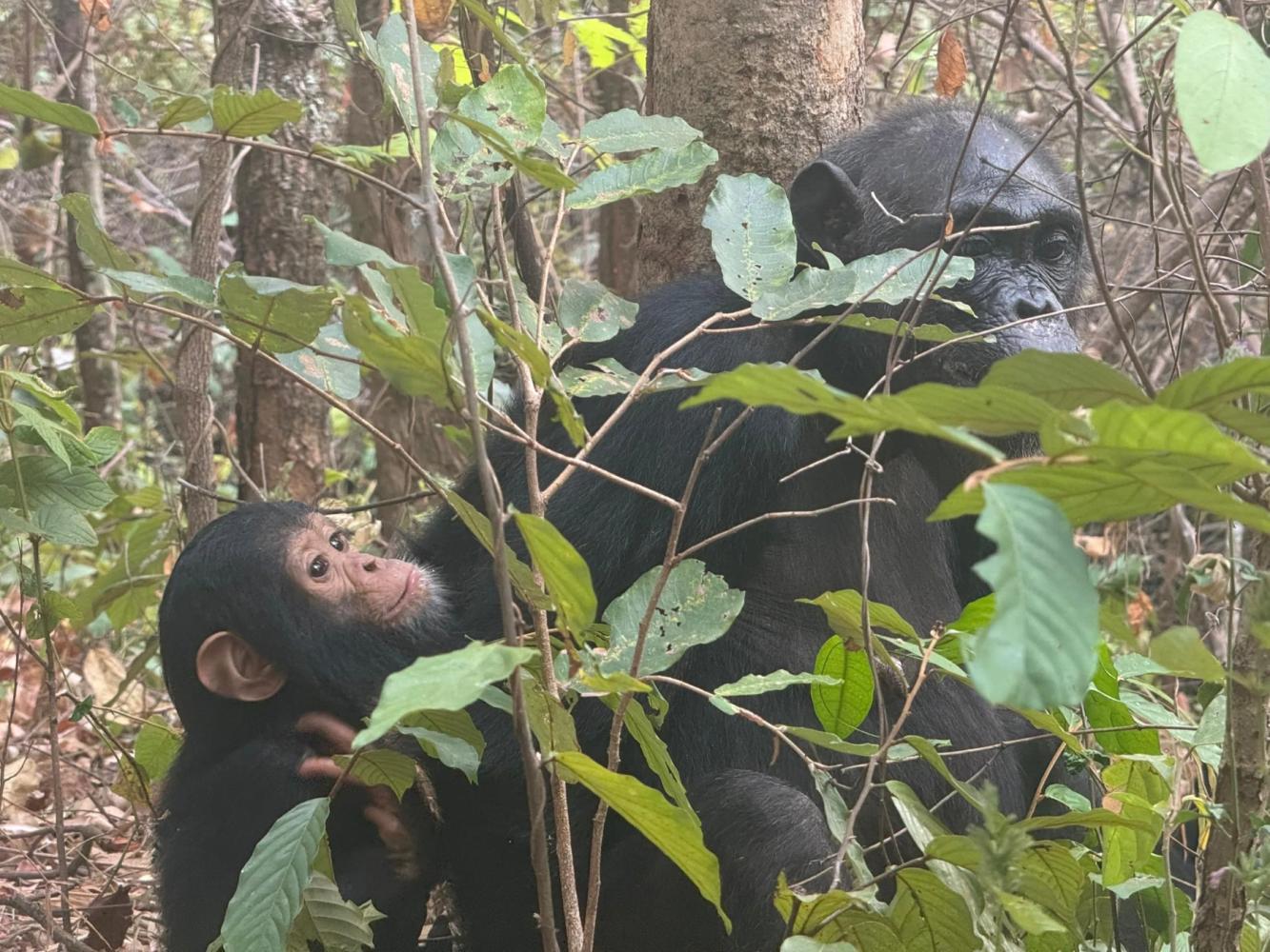 Chimpanzee Trekking in Gombe National Park