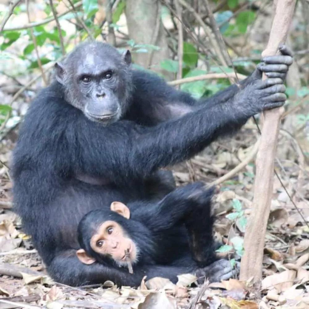 Discover Gombe National Park: Chimpanzee Trekking, Wildlife, and Conservation