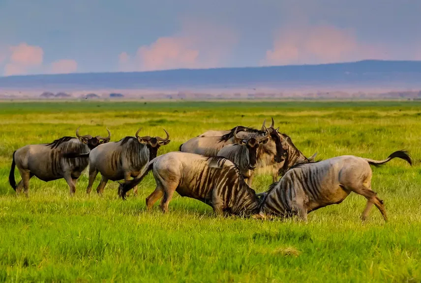 Erleben Sie die Große Migration im Juni & Juli – Buchen Sie jetzt Ihre Traumsafari!