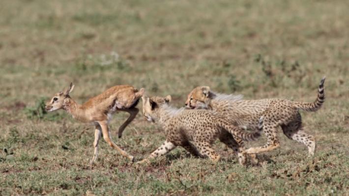 7 Days Great Migration Safari