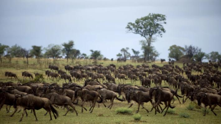 7 Days Great Migration Safari