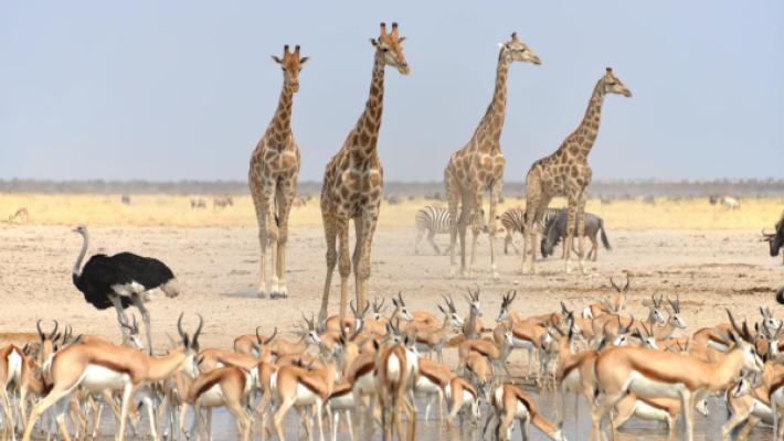8 Days Northern Circuit Luxury Safari