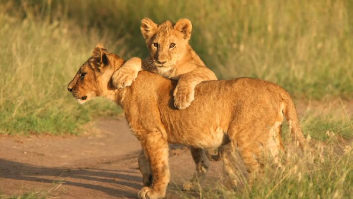 8 Days Northern Circuit Luxury Safari