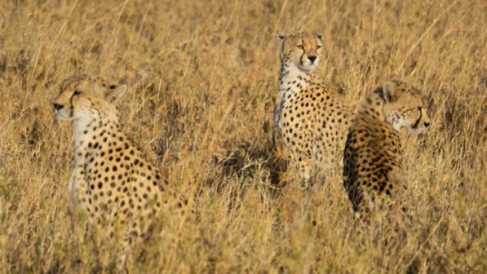 5 Days Tarangire & Ngorongoro Escape