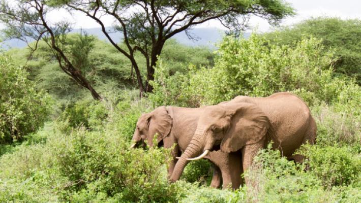 5 Days Tarangire & Ngorongoro Escape