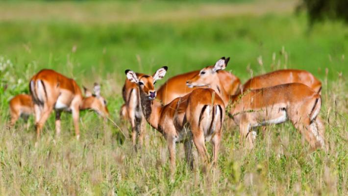 5 Days Tarangire & Ngorongoro Escape