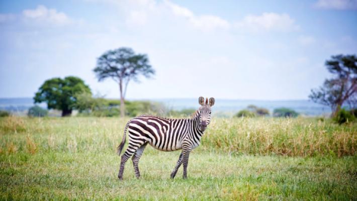 5 Days Tarangire & Ngorongoro Escape