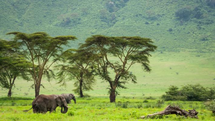 5 Days Tarangire & Ngorongoro Escape