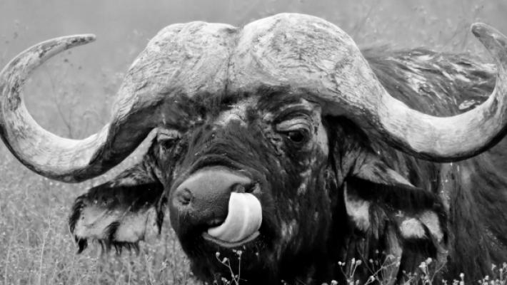 Tarangire, Manyara, Serengeti & Gombe Safari Adventure (14 Days)