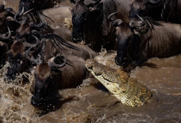 Serengeti Wildebeest Migration Luxury Safari