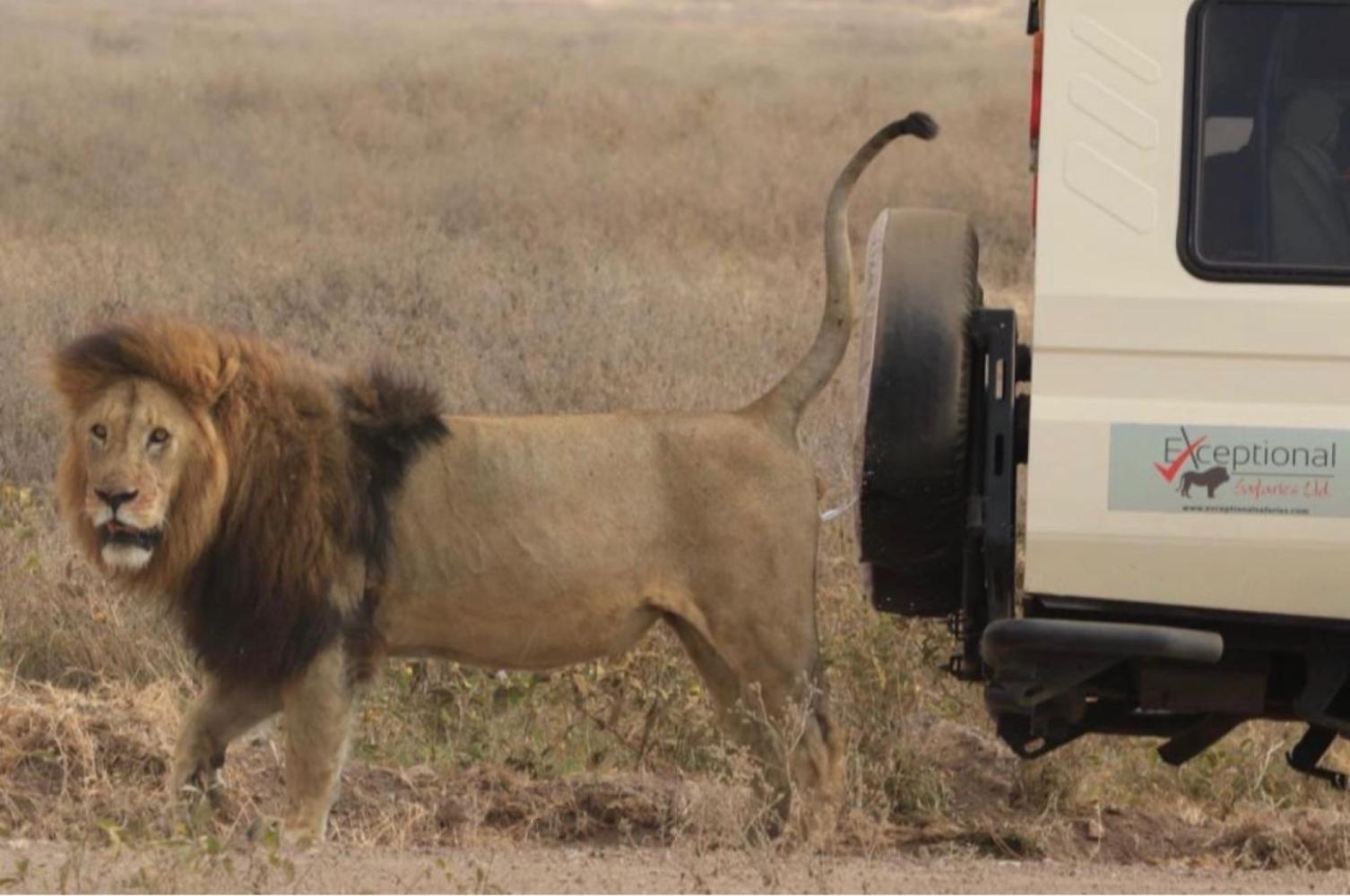 Extraordinary Tanzania, Perfectly Curated