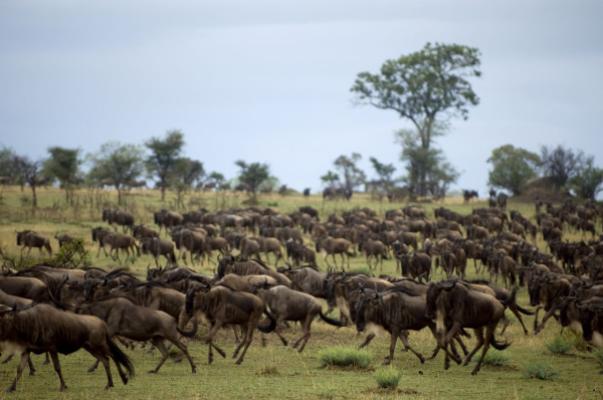 Central Serengeti