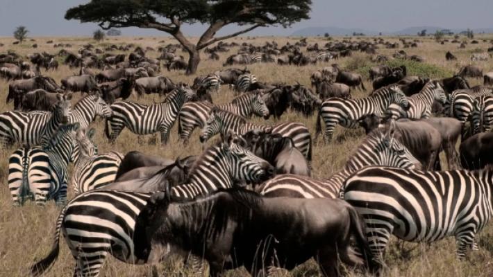 Northern Serengeti, Central Serengeti, Ngorongoro Crater and Tarangire – 11 Days