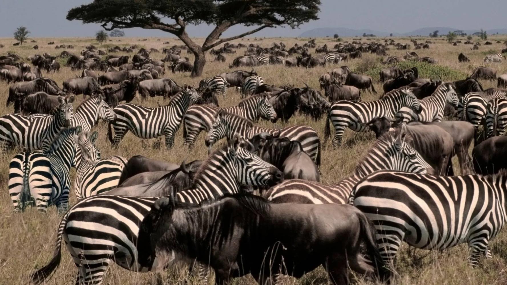Nördliche Serengeti, zentrale Serengeti, Ngorongoro-Krater und Tarangire – 11 Tage
