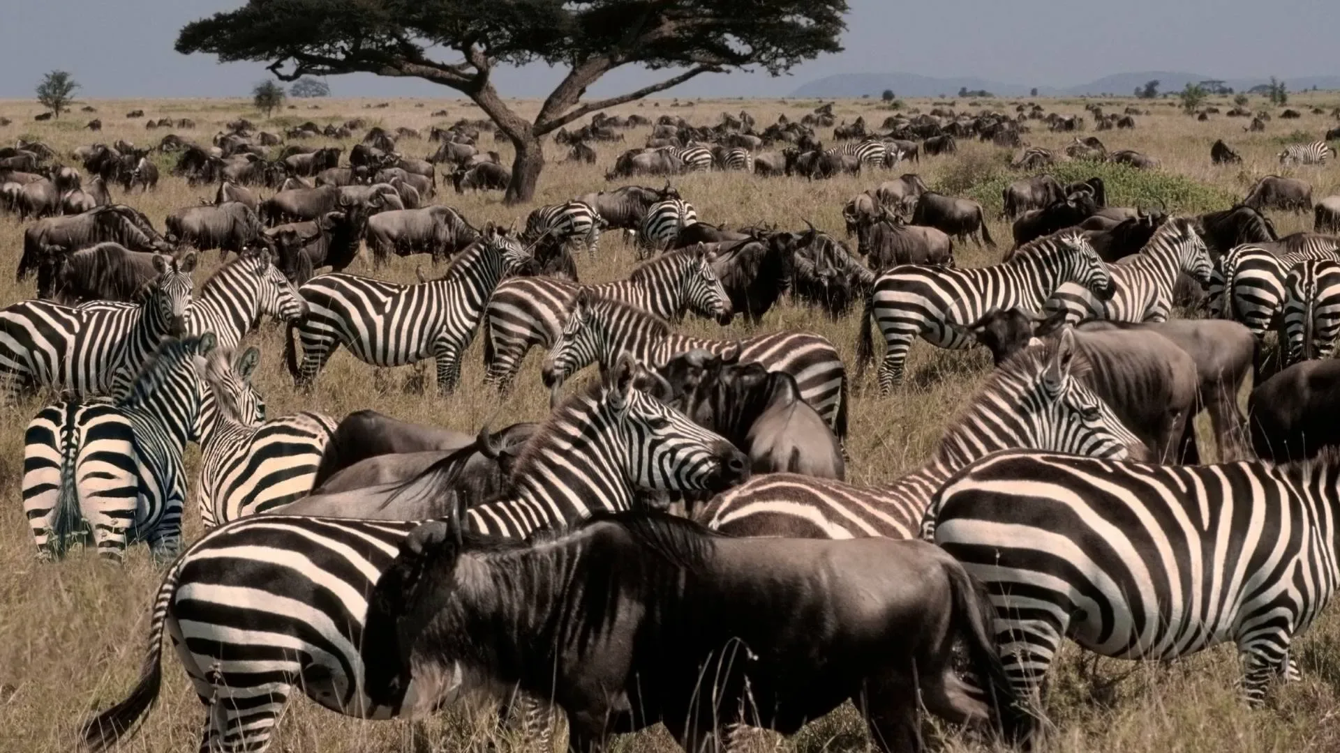 Northern Serengeti, Central Serengeti, Ngorongoro Crater and Tarangire – 11 Days