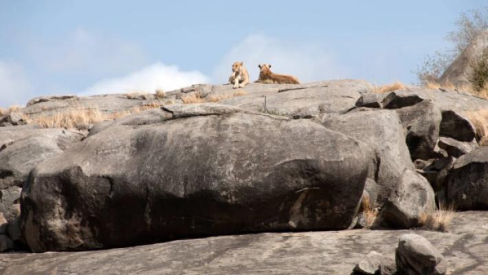 Northern Serengeti, Ngorongoro Crater and Tarangire – 9 Days
