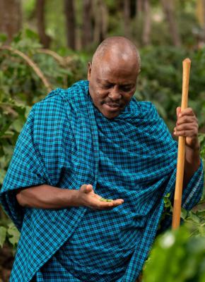 Guide showing coffee beans on the coffee plantation walk at Kitela Lodge