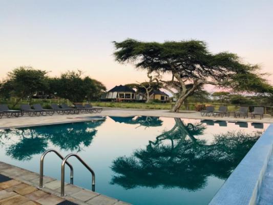 Swimming pool reflecting acacia trees at Masek Tented Lodge, Ndutu
