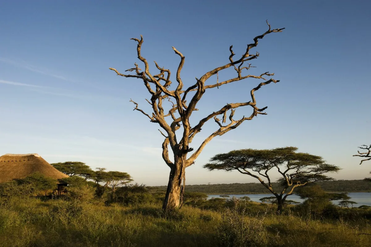 Masek Tented Lodge – Acacia tree on the Ndutu plains near Lake Masek