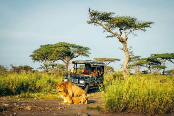Lion beside a safari vehicle on a game drive from Nyumbu Luxury Camp