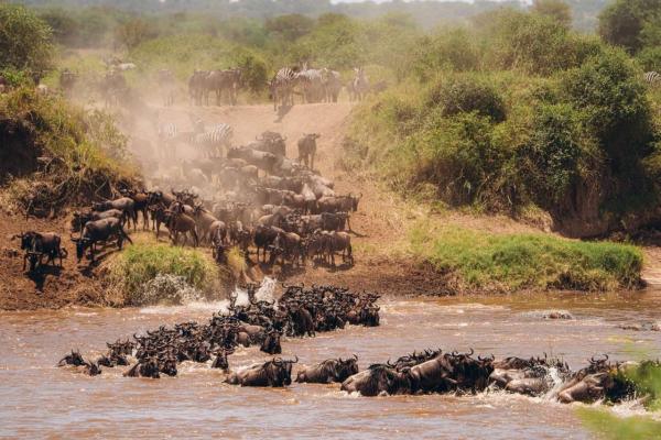 Wildebeest crossing the Mara River near Gnus Lair