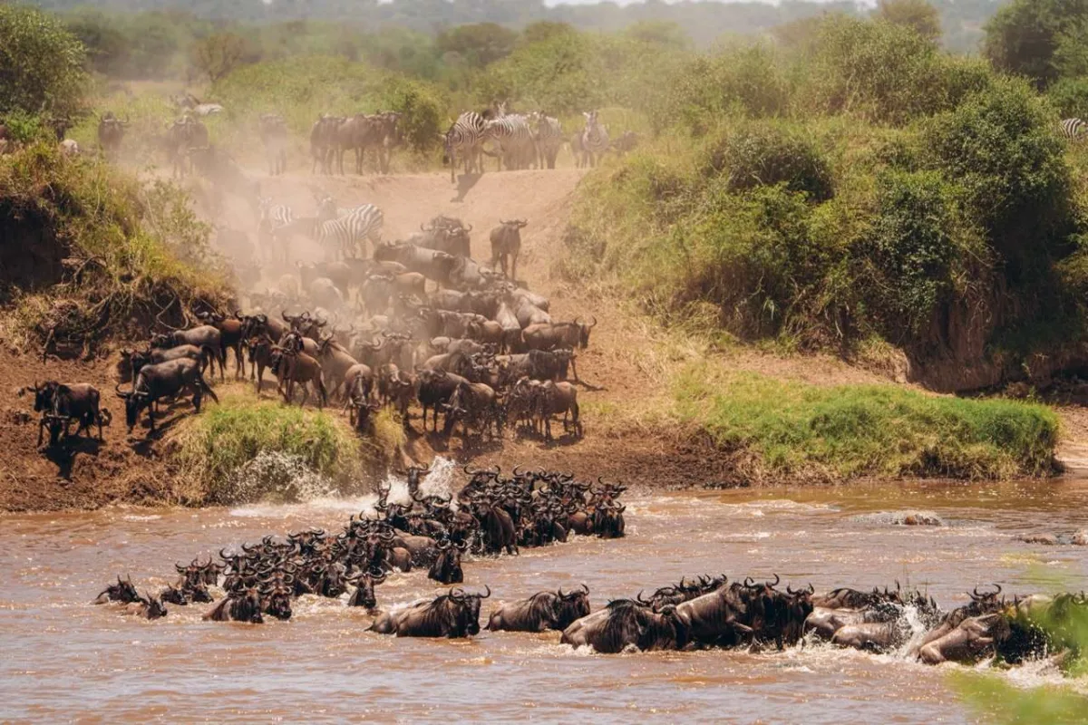 Wildebeest crossing the Mara River near Gnus Lair