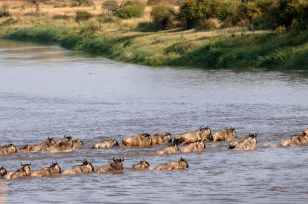 Wildebeest crossing the Mara River near Mara Under Canvas