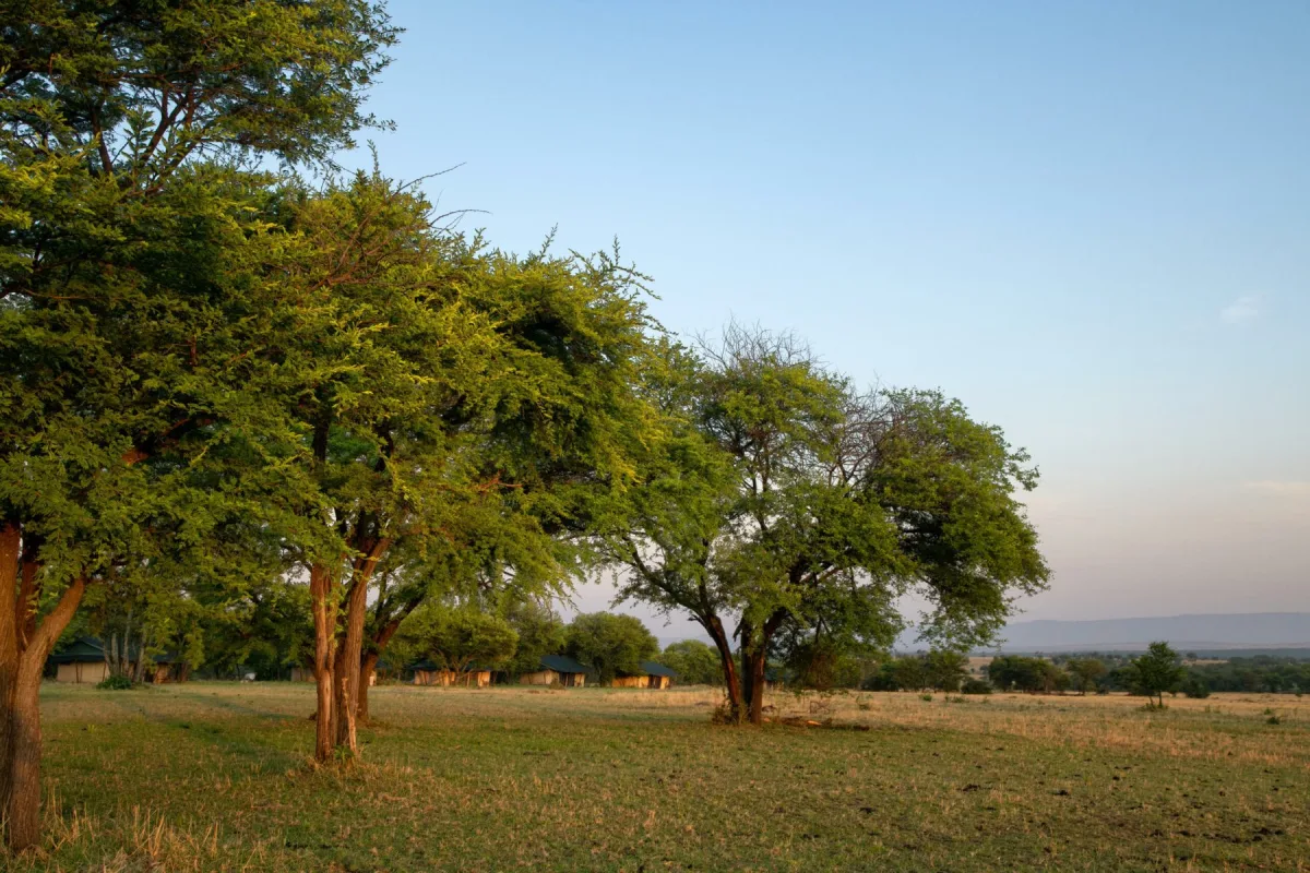 Acacia woodland around Mara Under Canvas