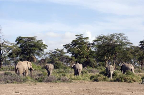 Elephant herd in the acacia woodland of Enduimet, West Kilimanjaro